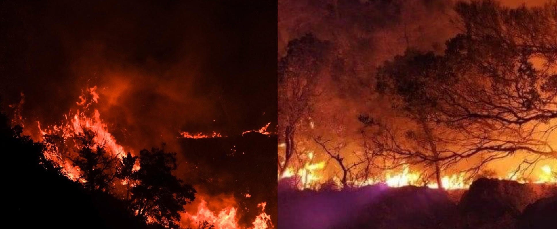 Το κόμμα Πειρατών Ελλάδας συνυπογράφει την μήνυση της Πανελλαδικής Φιλοζωικής Περιβαλλοντικής Ομοσπονδίας κατά παντός υπευθύνου για τα χιλιάδες ζώα που κάηκαν ζωντανά